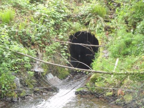 Culvert with greenery and water flowing out. 