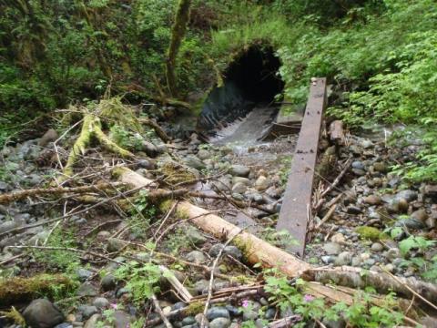 culvert with woody debris around it. 