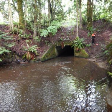 A brownish-green body of water leading into a culvert along a wooded roadside.