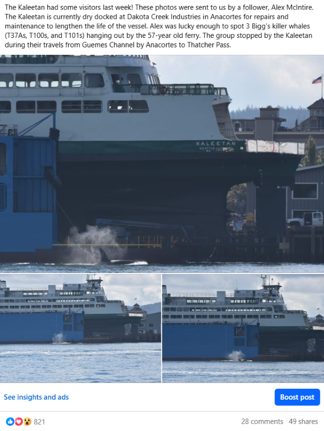 Screenshot of a Facebook post explaining and showing orcas near a dry dock at Dakota Creek Industries in Anacortes where the ferry Kaleetan was.