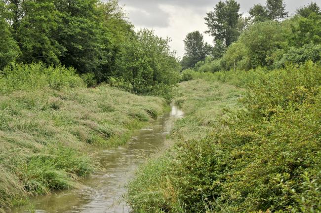 Photo of wetlands for the Springbrook Creek project