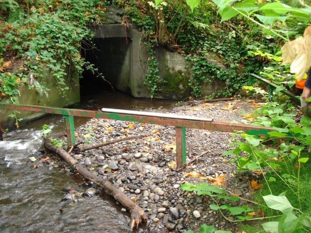 A photo showing the Thornton Creek culvert partially blocked by debris.