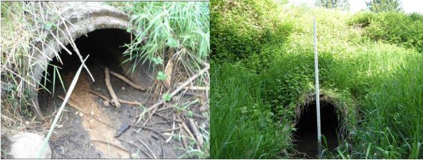 A photo showing the existing southern Unnamed Tributary to Boise Creek culvert as it crosses under SR 410 that poses a fish barrier.