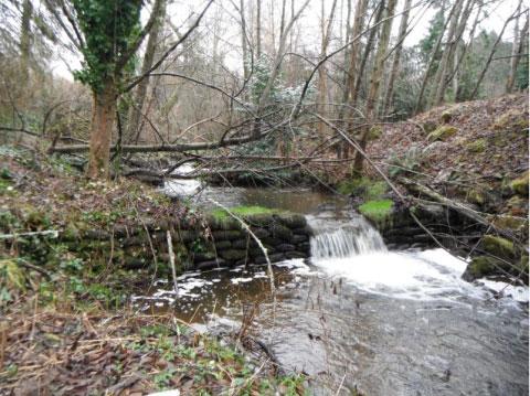 Photo of a fish weir on Miller Creek.